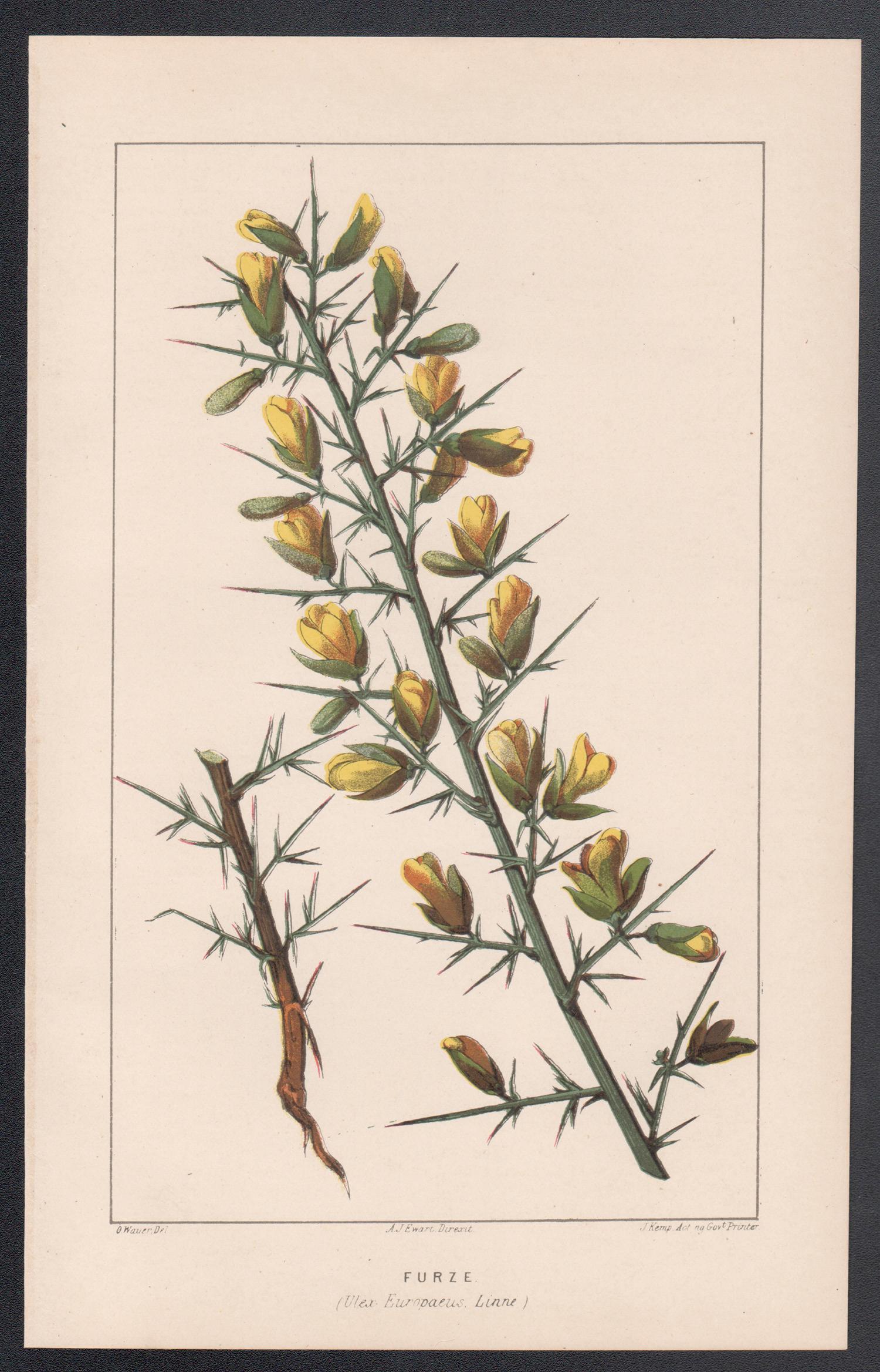 Furze (Ulex Europaeus), antique botanical lithograph - Print by O Wauer