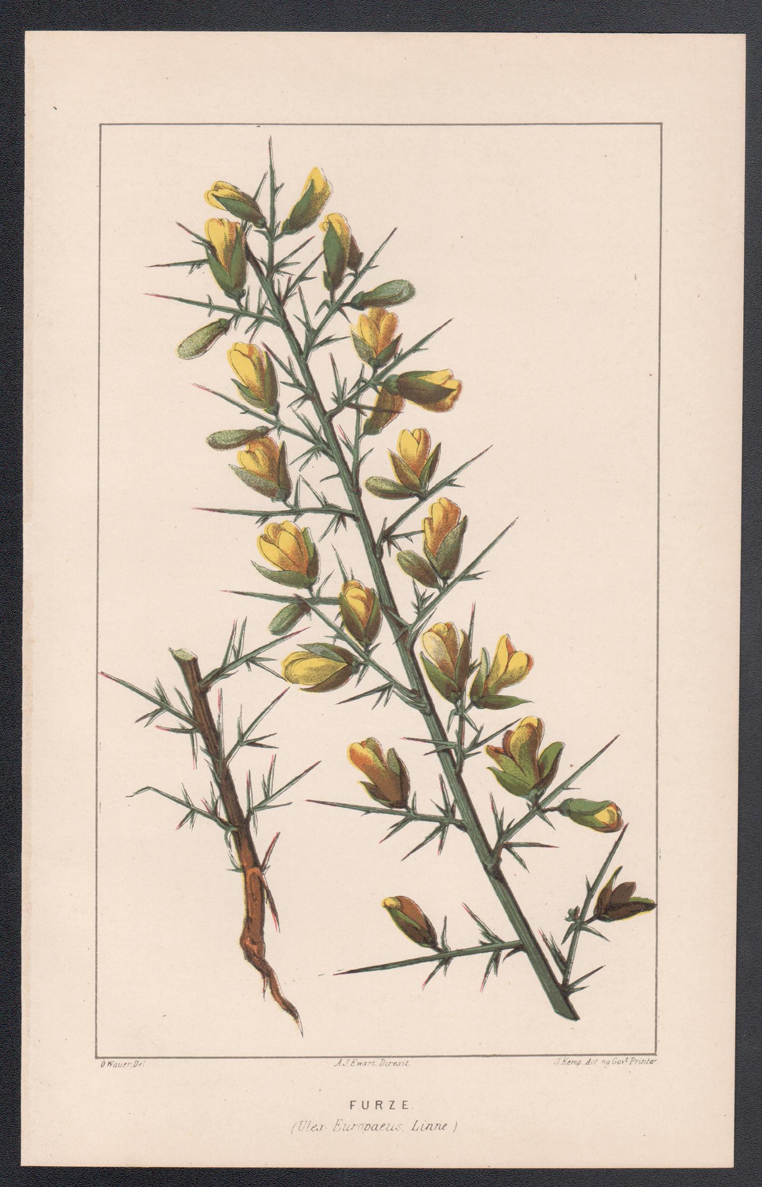 Furze (Ulex Europaeus), litografia botanica antica - Print di O Wauer