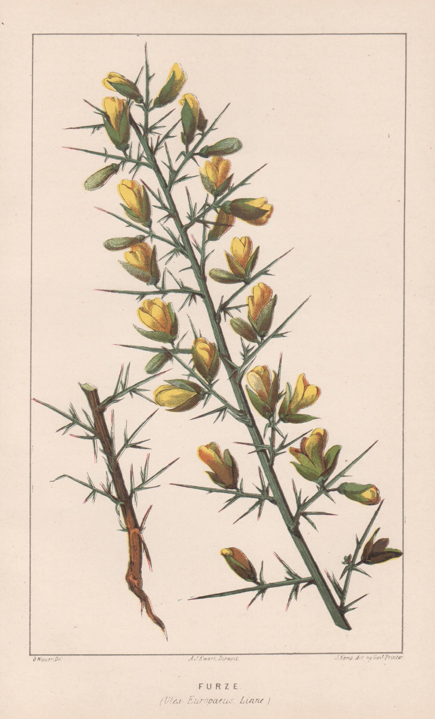 Furze (Ulex Europaeus), antike botanische Lithographie