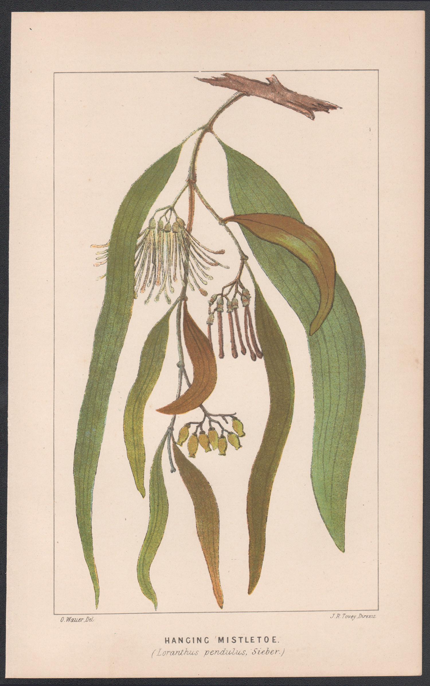 Hängeleuchte (Loranthus pendulus), antike botanische Pflanzgefäßlithographie – Print von O Wauer