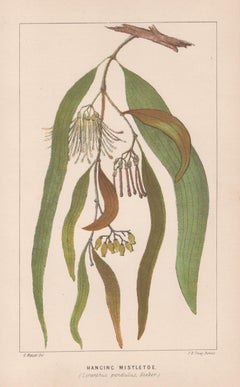 Hanging Mistletoe (Loranthus pendulus), antique botanical plant lithograph
