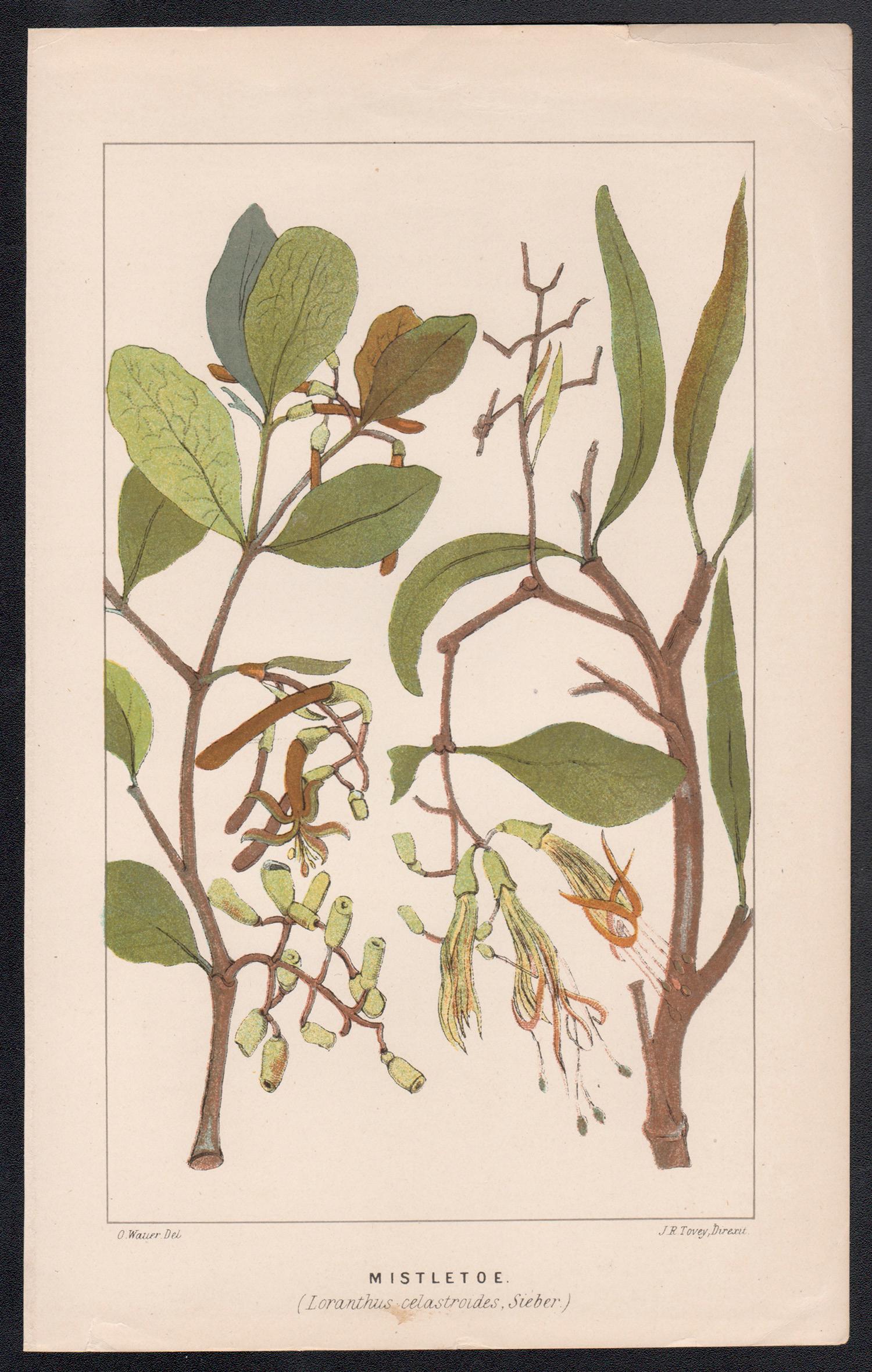 Mistletoe (Loranthus celastroides), antique botanical lithograph - Print by O Wauer