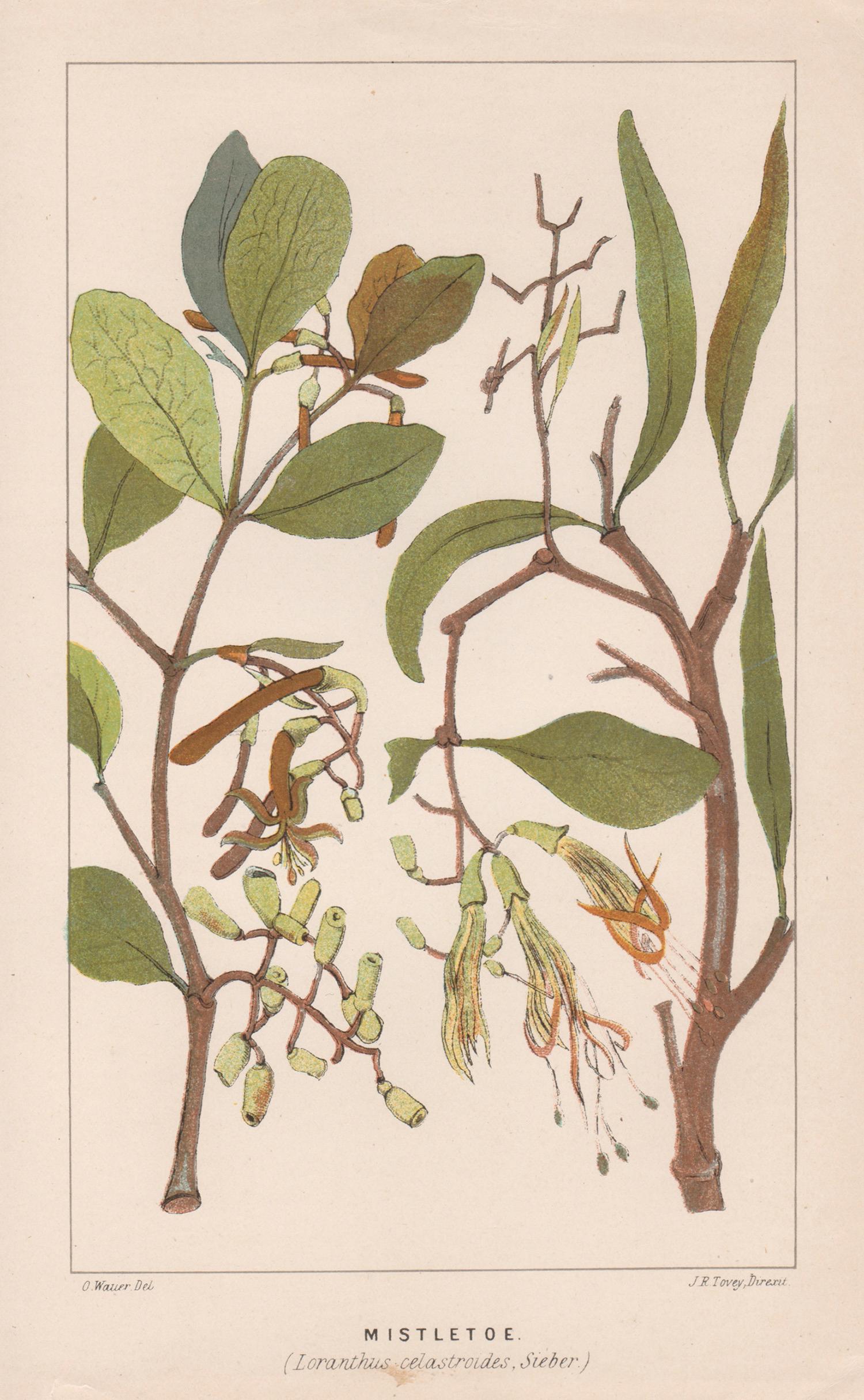 O Wauer Print - Mistletoe (Loranthus celastroides), antique botanical lithograph
