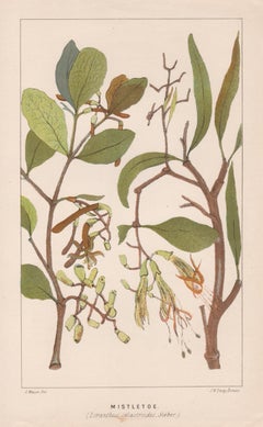 Mistletoe (Loranthus celastroides), Antique botanical lithograph