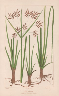 Nut Grass (Cyperus rotundus, Linne), antique botanical plant lithograph