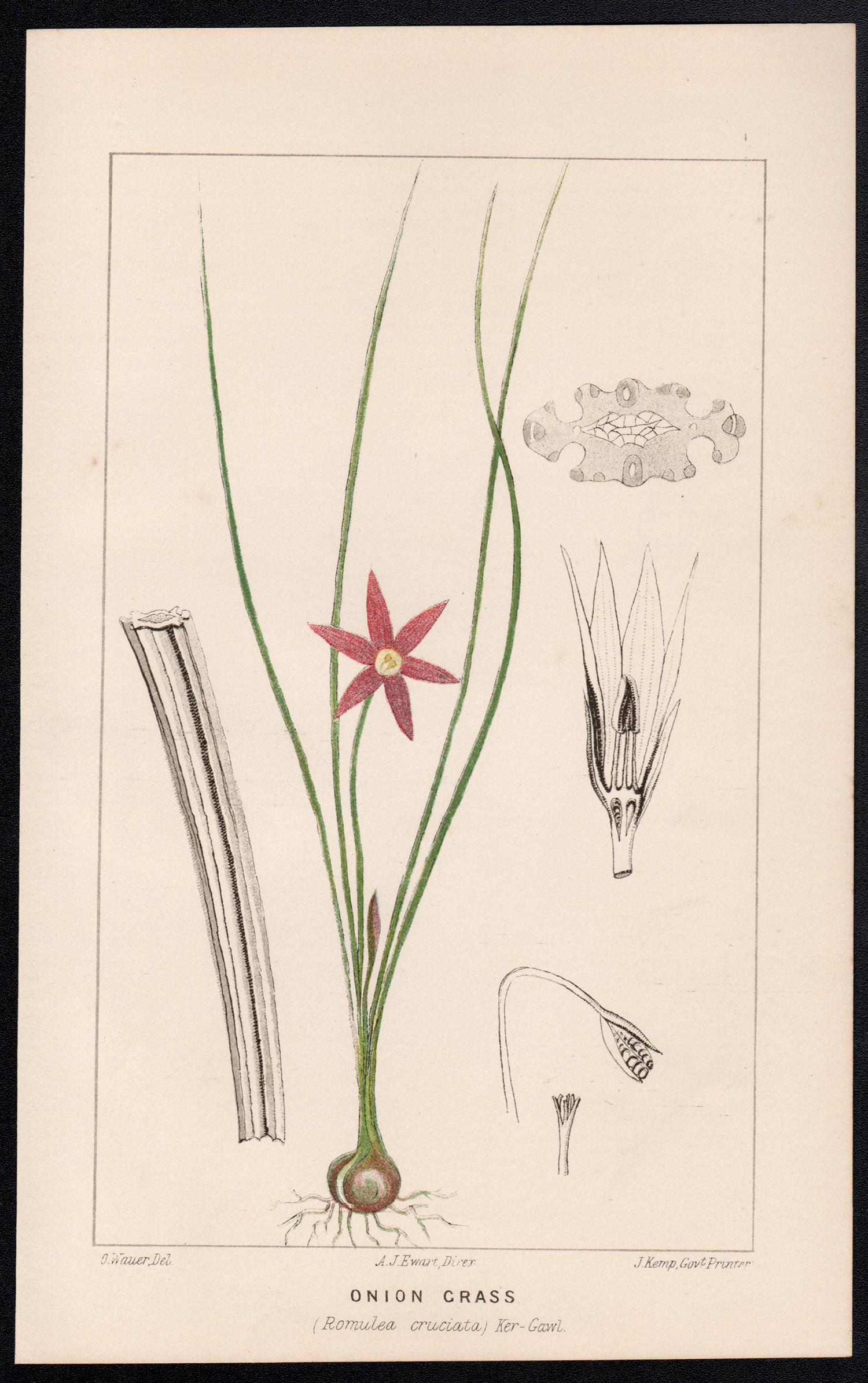 Zwiebelgras (Romulea cruciata), antike botanische Lithographie – Print von O Wauer