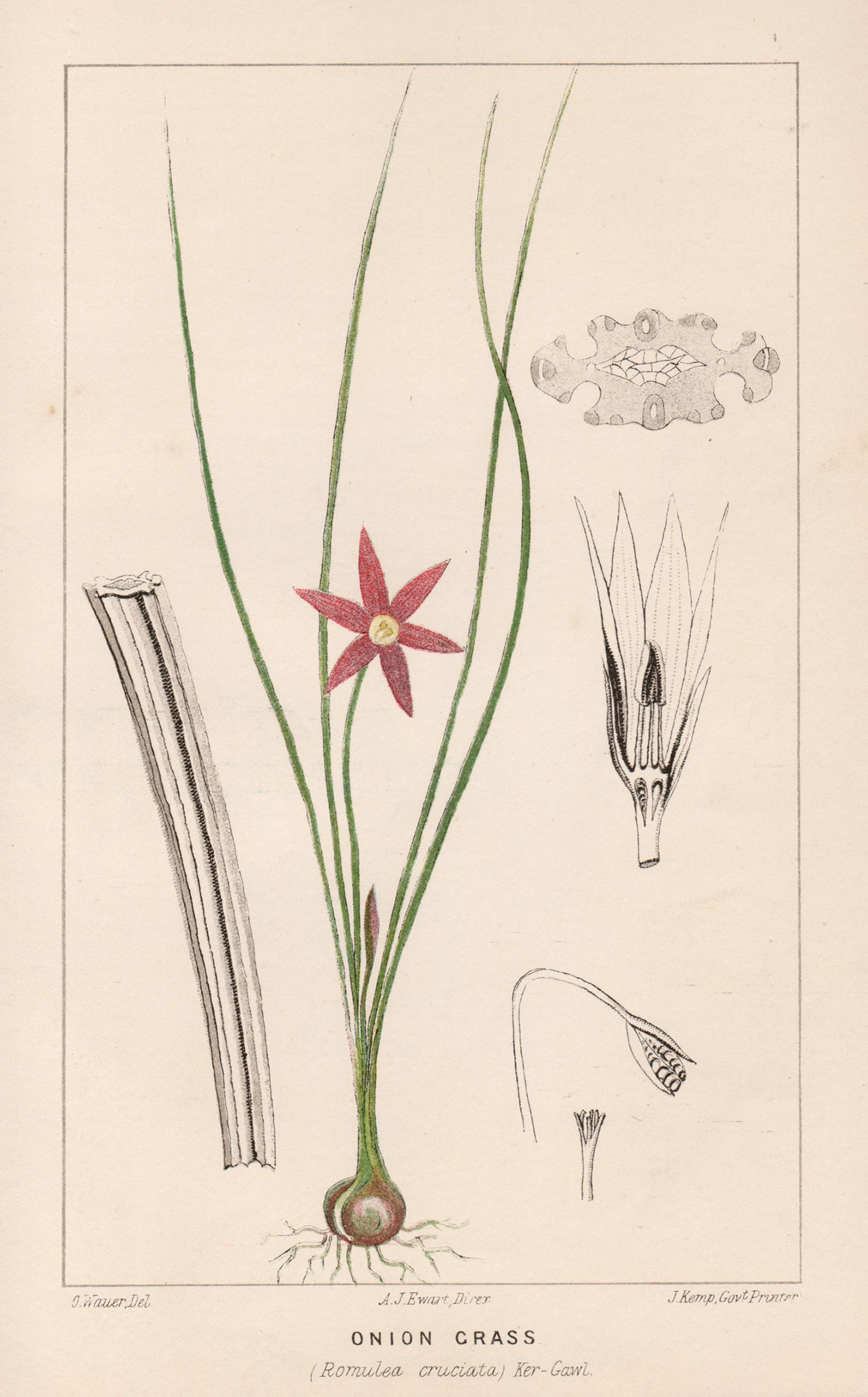 O Wauer Still-Life Print – Zwiebelgras (Romulea cruciata), antike botanische Lithographie