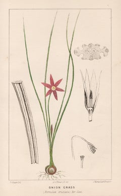 Onion Grass (Romulea cruciata), antique botanical lithograph