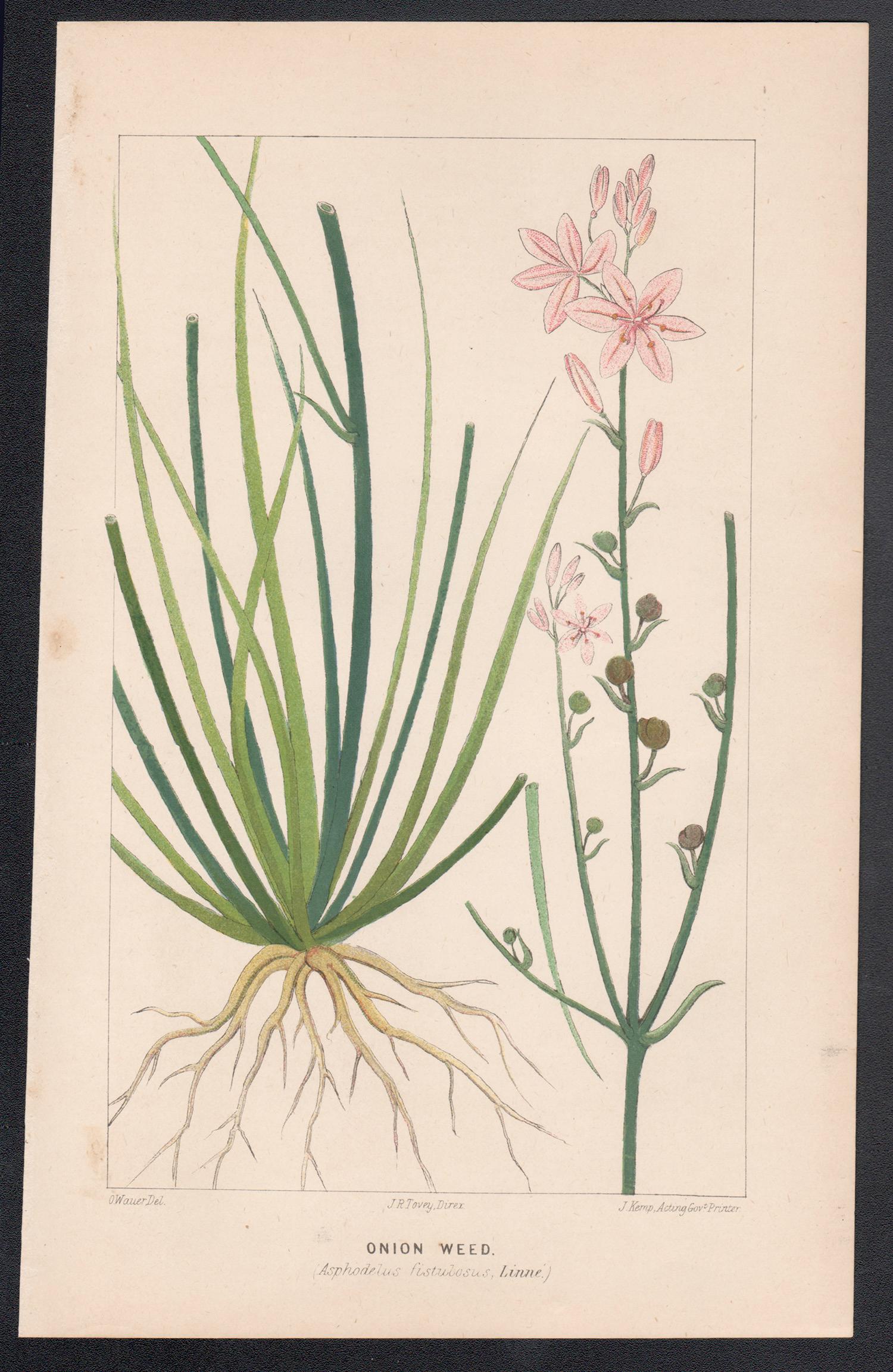 Onion Weed (Asphodelus fistulosus), antike botanische Lithographie – Print von O Wauer