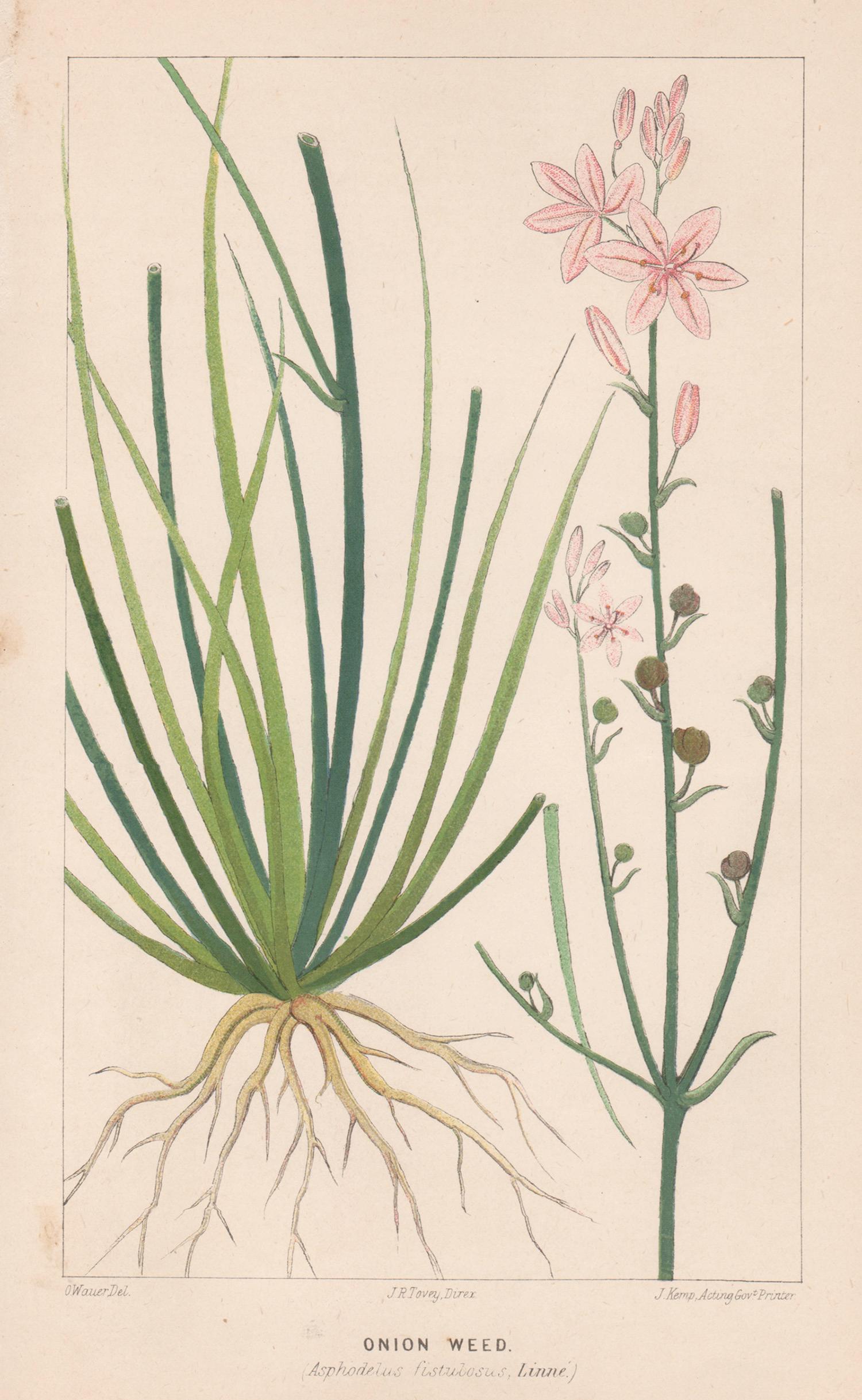 Print di O Wauer - Erba cipollina (Asphodelus fistulosus), litografia botanica antica