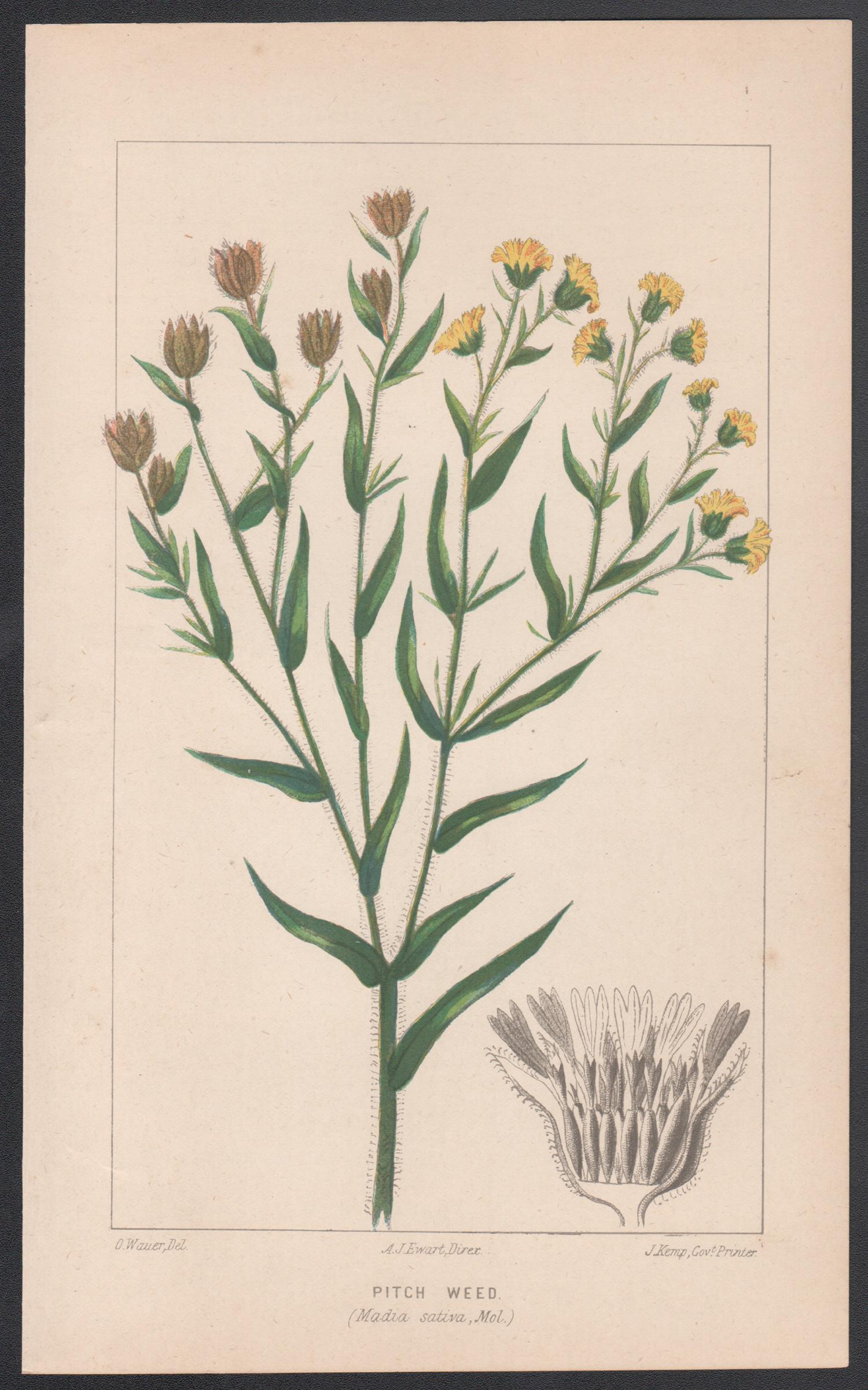 Pitch Weed (Madia Saliva, Mol), antique botanical plant lithograph - Print by O Wauer