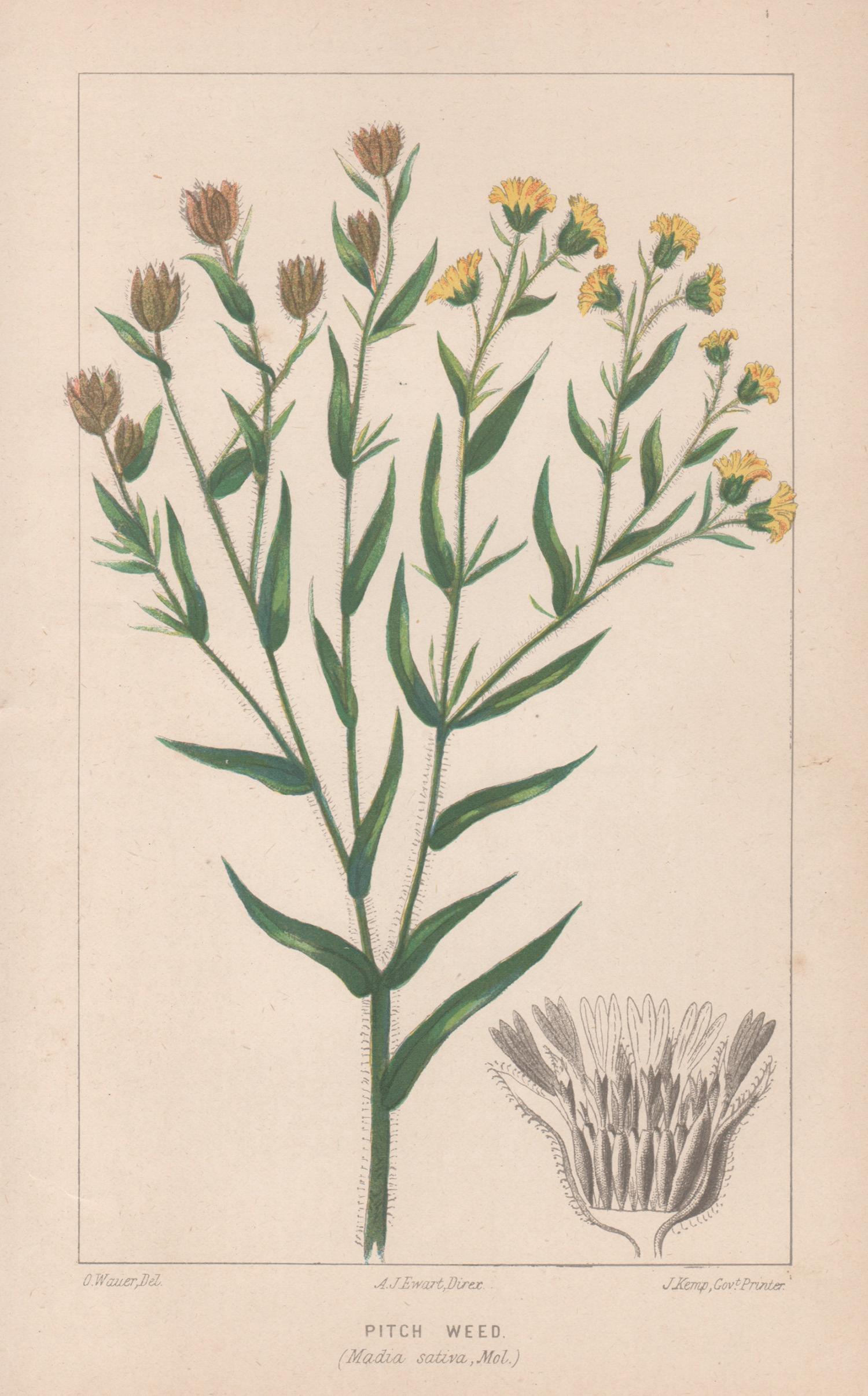 O Wauer Still-Life Print - Pitch Weed (Madia Saliva, Mol), antique botanical plant lithograph