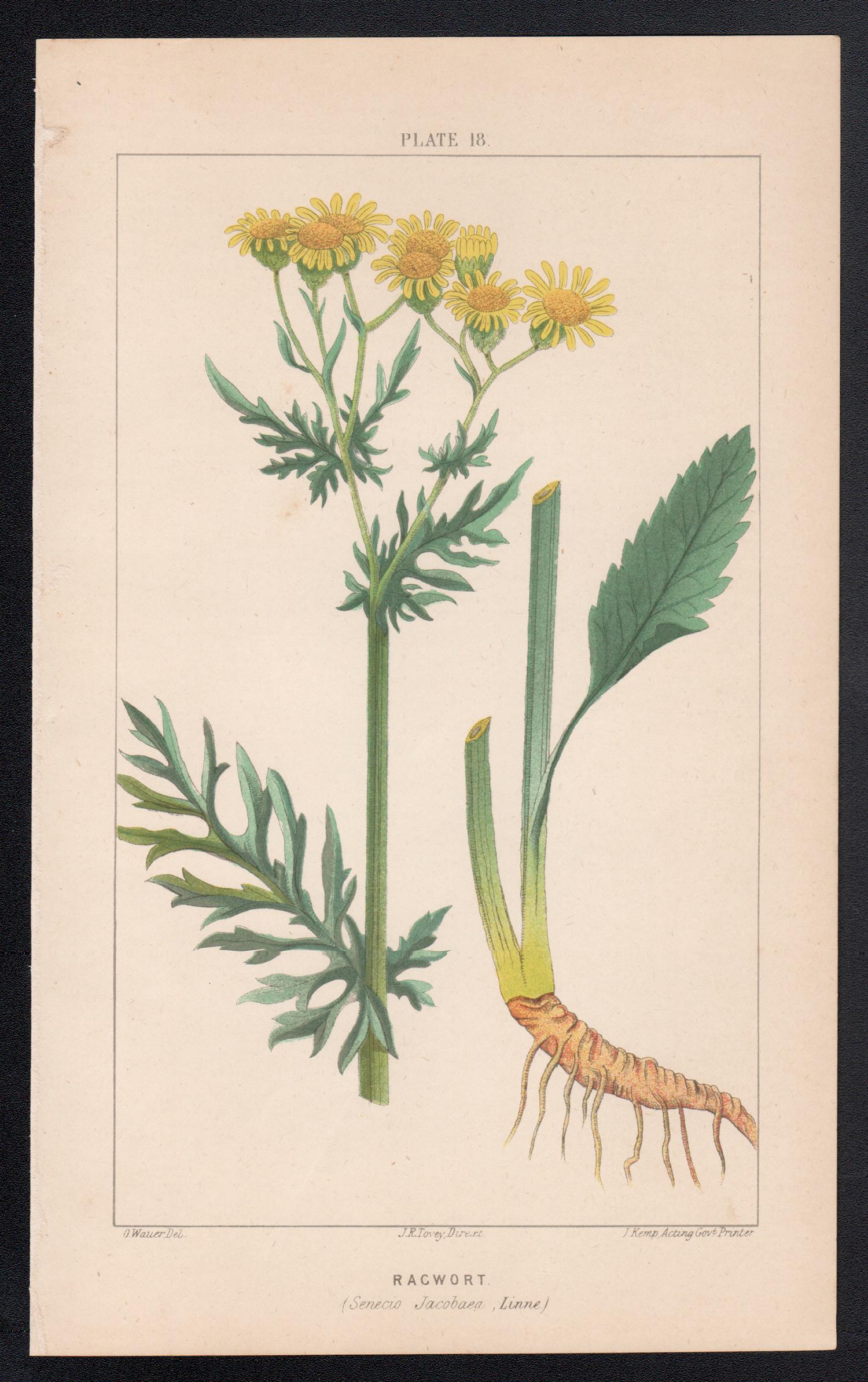 Lithographie botanique ancienne Ragwort (Senecio Jacobaea) - Print de O Wauer