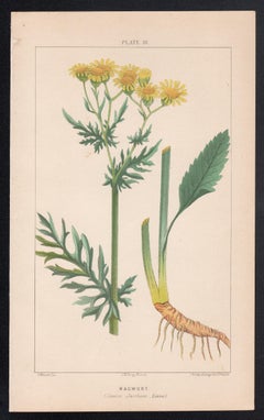Ragwort (Senecio Jacobaea), antique botanical lithograph