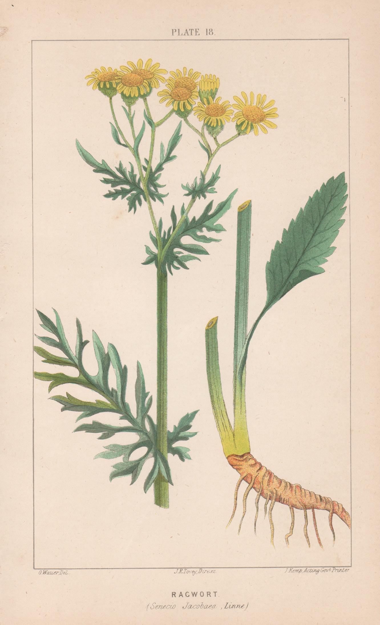 O Wauer Print – Ragwort (Senecio Jacobaea), antike botanische Lithographie