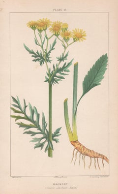 Ragwort (Senecio Jacobaea), antike botanische Lithographie