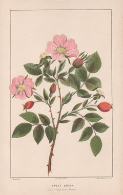 Sweet Briar (Rosa rubiginosa, Linne), antique botanical rose plant lithograph
