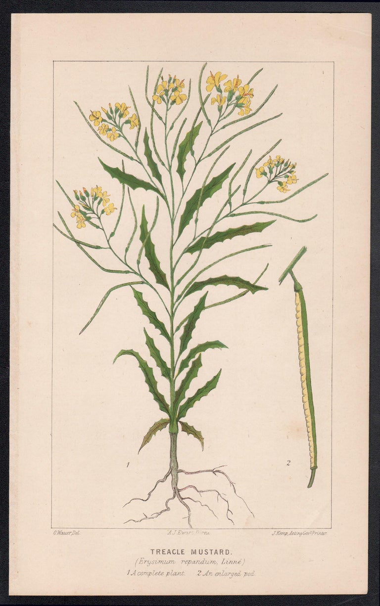 Treacle Mustard (Erysimum repandum), antique botanical lithograph For