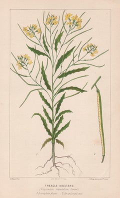 Treacle Mustard (Erysimum repandum), antique botanical lithograph Treacle Mustard (Erysimum repandum), antique botanical lithograph