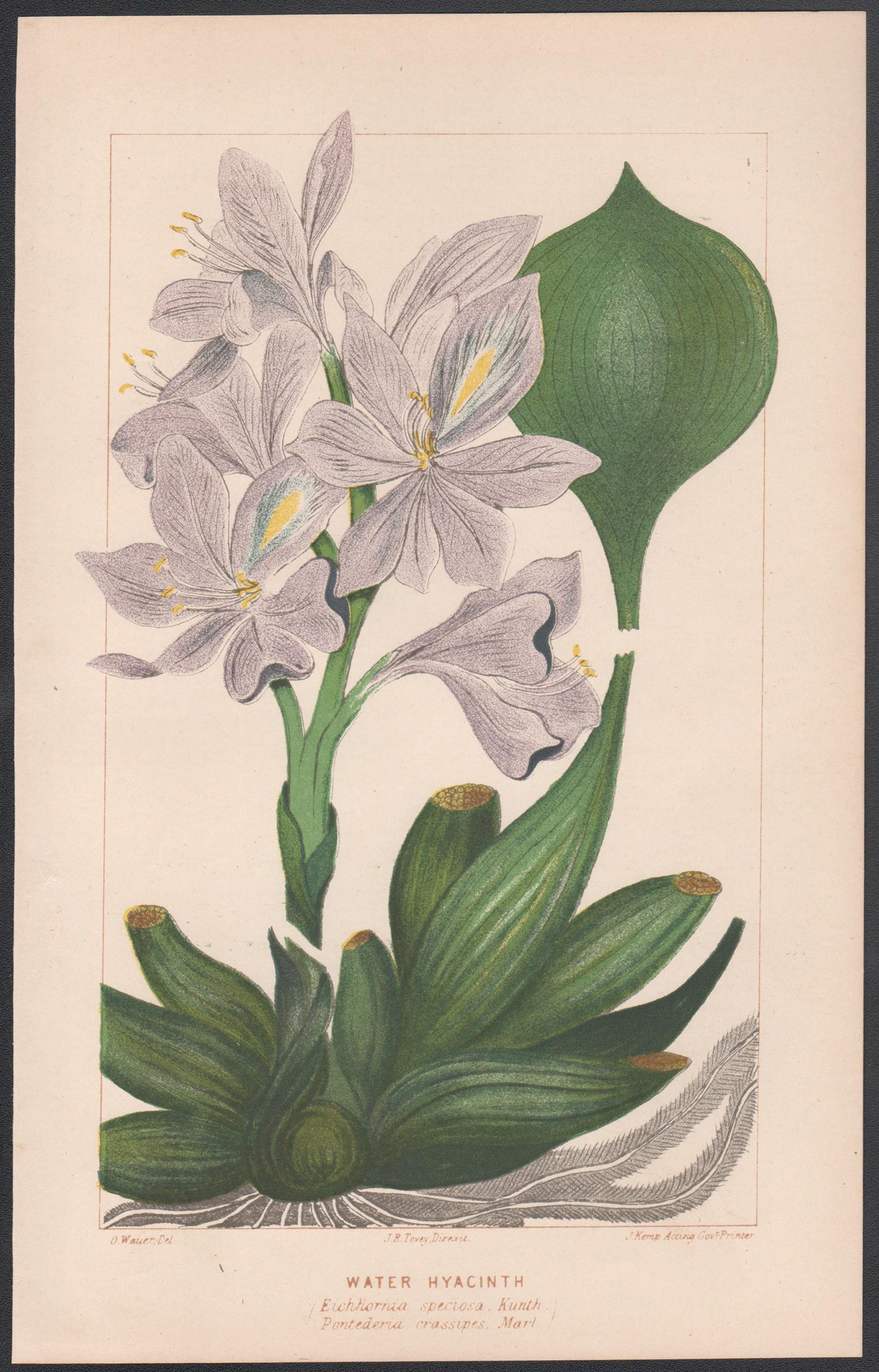 Aquarell- Hyacinth, antike botanische Pflanzenlithographie – Print von O Wauer