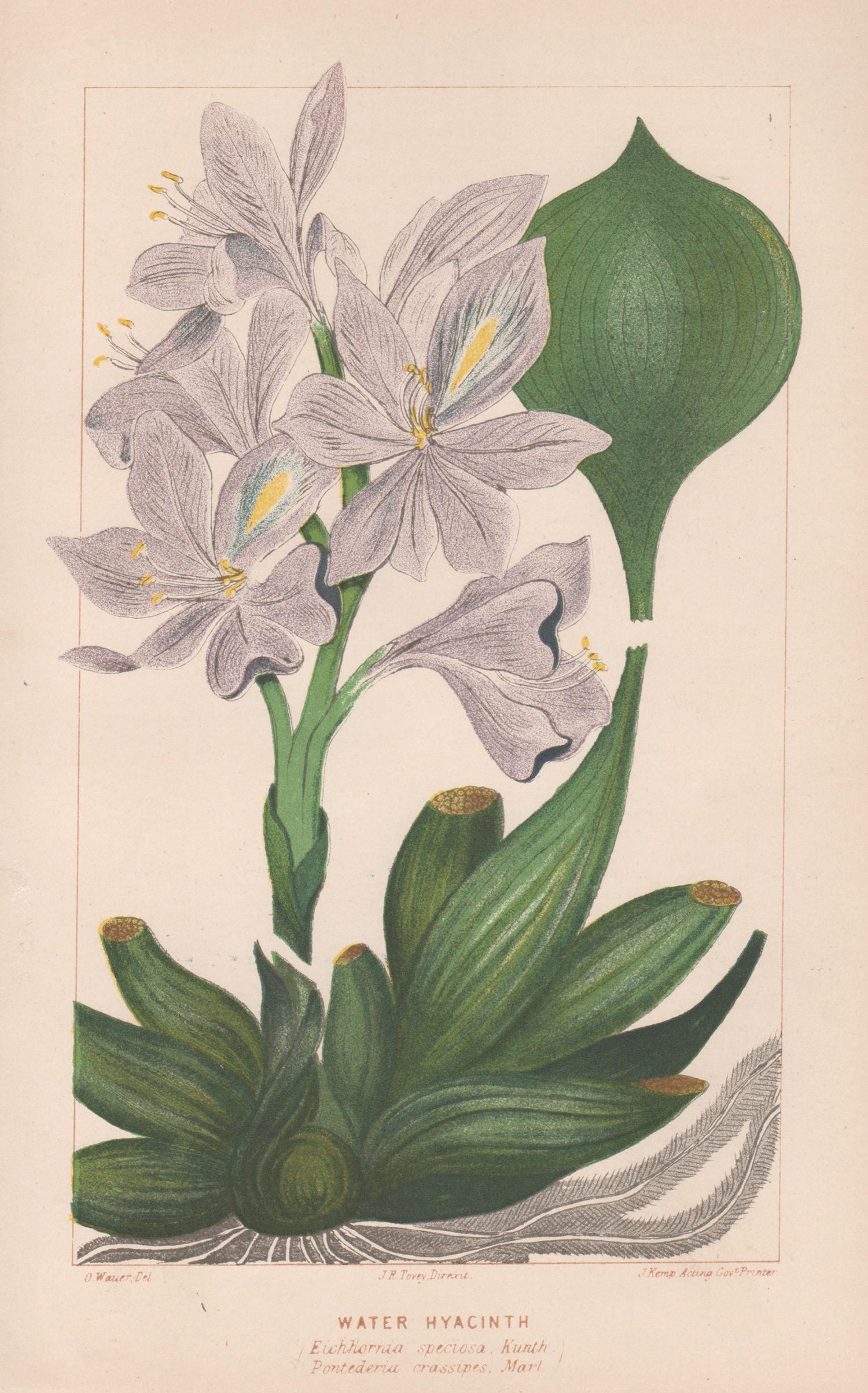 Still-Life Print O Wauer - Hyacinthe d'eau, lithographie de plantes botaniques ancienne