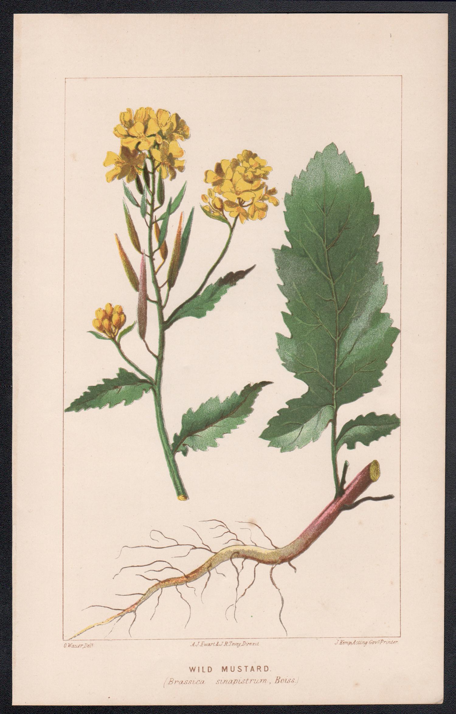 Wild Mustard (Brassica sinapistrum), antique botanical lithograph - Print by O Wauer