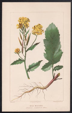 Senape selvatica (Brassica sinapistrum), litografia botanica antica