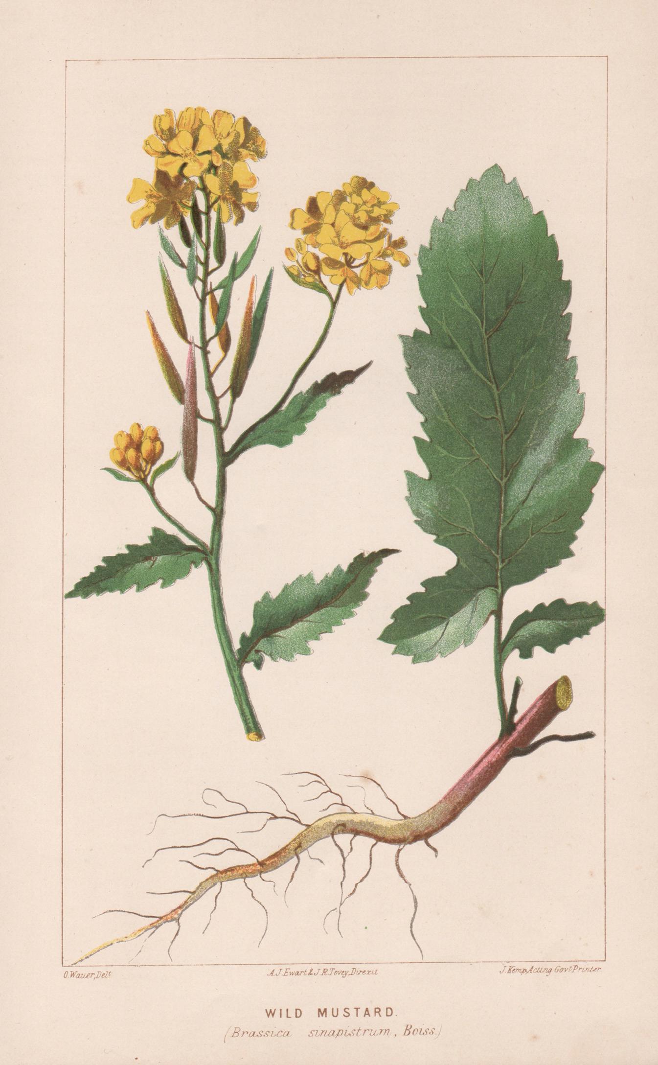 O Wauer Still-Life Print - Wild Mustard (Brassica sinapistrum), antique botanical lithograph