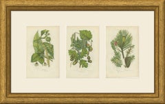 Oak, Beech and Yew, Set of 3 Antique Botanical Plates, circa 1873