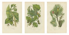 Oak, Beech and Yew, Set of 3 Antique Botanical Plates, circa 1873
