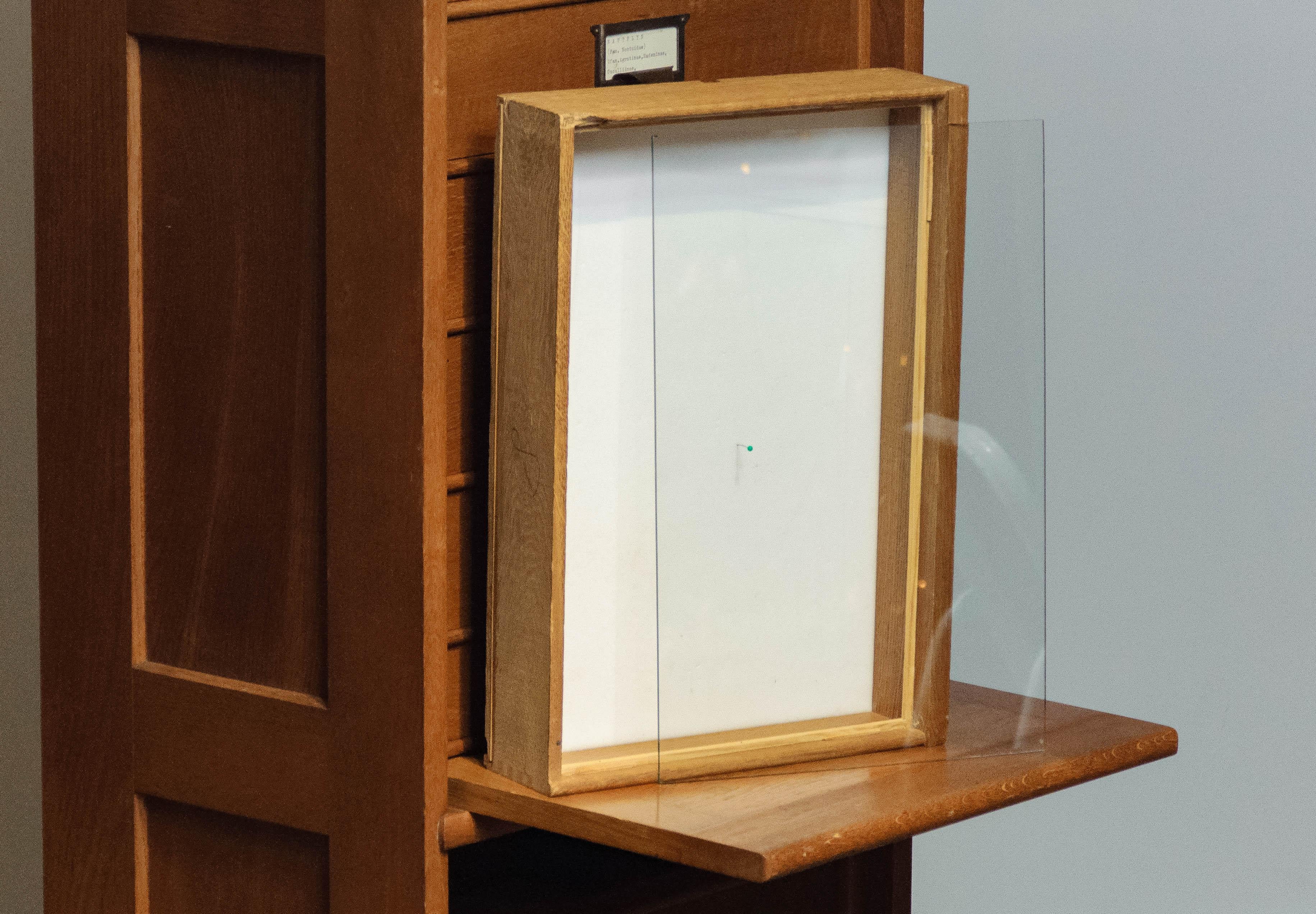 Oak Rectangular Drawer / Archive / Entomology Cabinet by Atvidabergs Sweden 1940 4