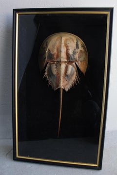 Object of Curiosity in a Plexiglass Frame
