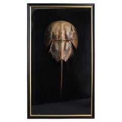 Object of Curiosity in a Plexiglass Frame