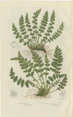 Oblong Woodsia, Marsh Fern and Mountain Fern – Botanical Triptych, 1873