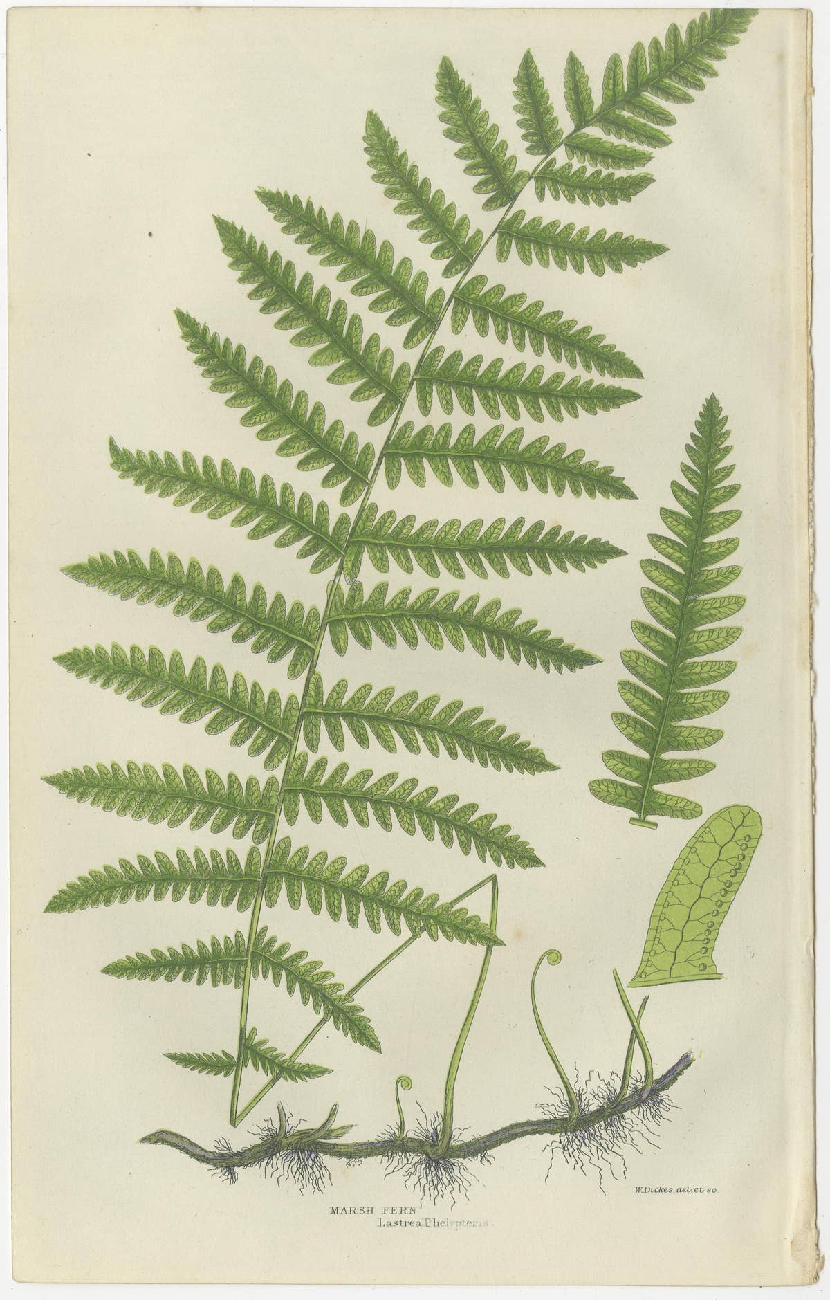 Oblong Woodsia, Marsh Fern and Mountain Fern – Botanical Triptych, 1873