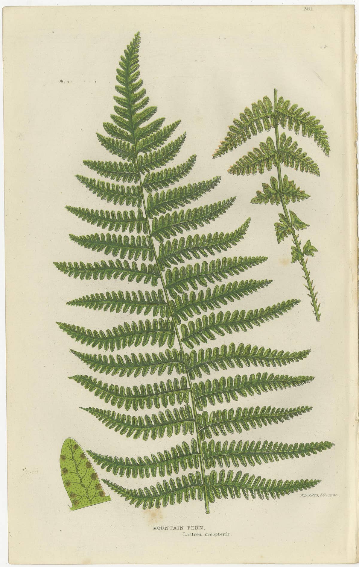 Oblong Woodsia, Marsh Fern and Mountain Fern – Botanical Triptych, 1873