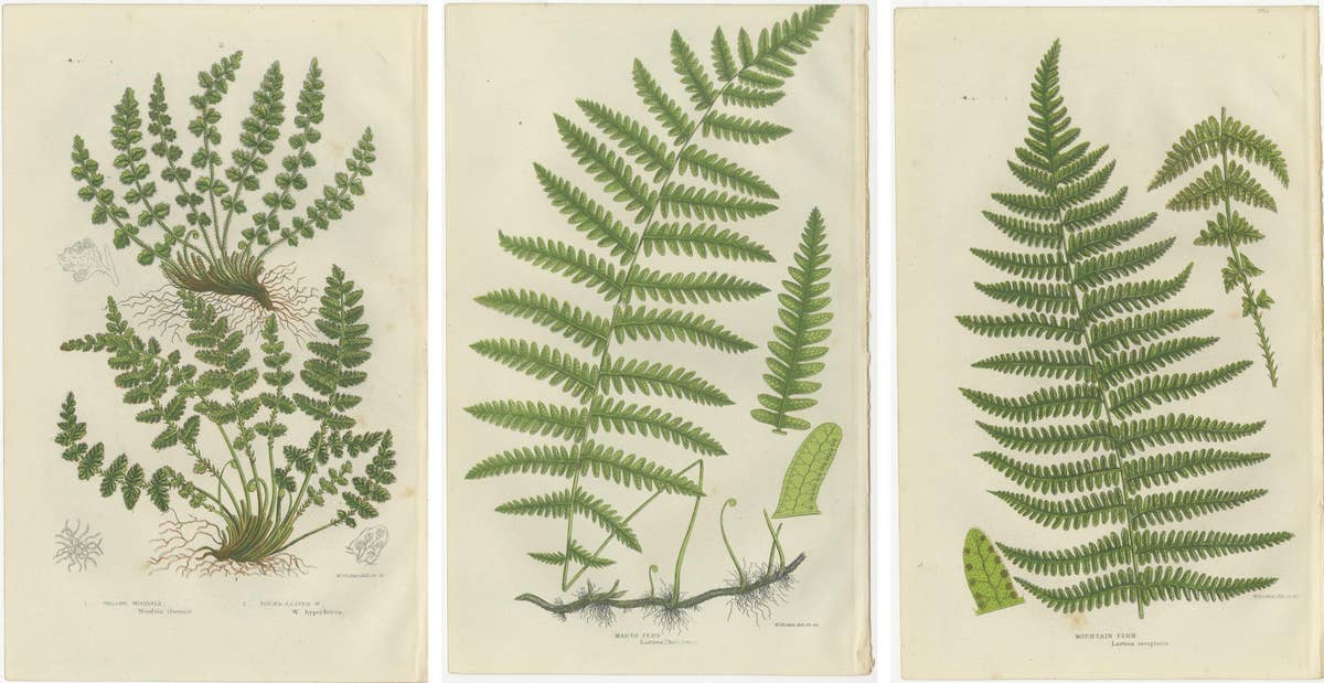 Oblong Woodsia, Marsh Fern and Mountain Fern – Botanical Triptych, 1873