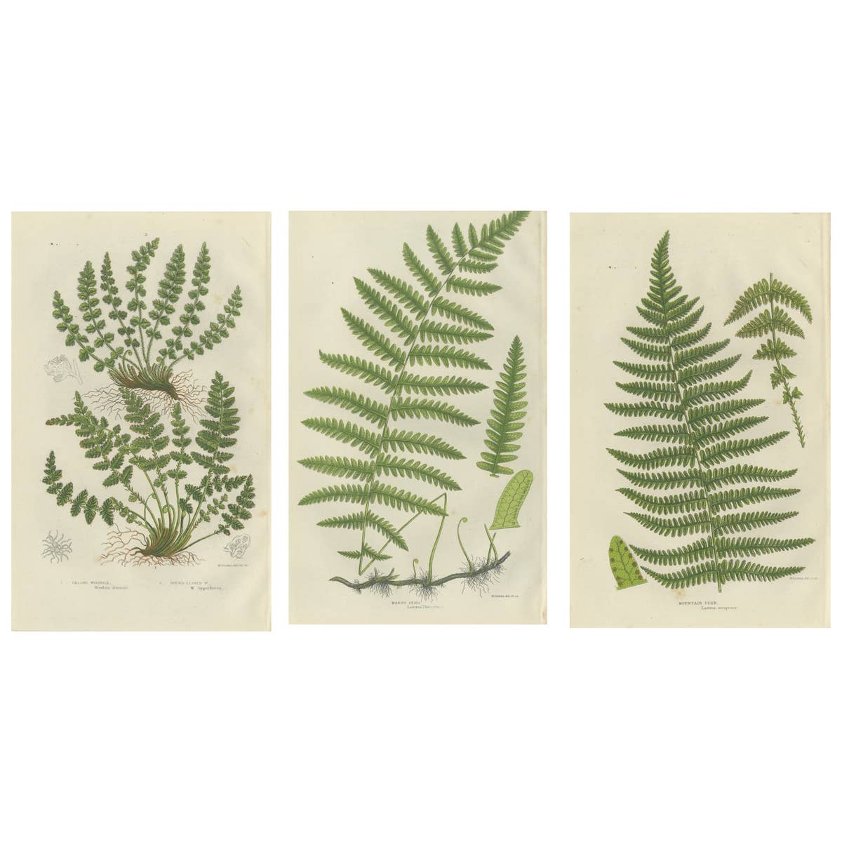 Oblong Woodsia, Marsh Fern and Mountain Fern – Botanical Triptych, 1873