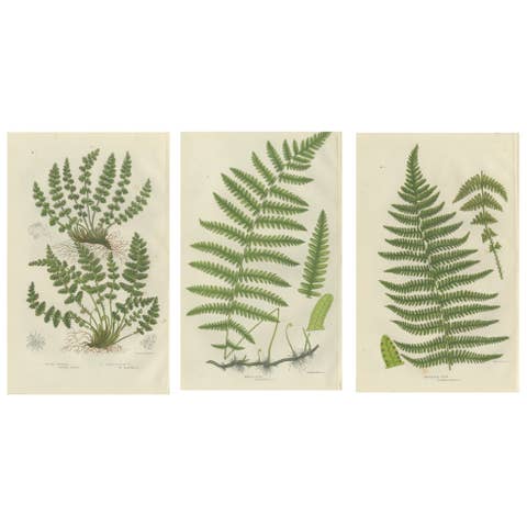 Oblong Woodsia, Marsh Fern and Mountain Fern – Botanical Triptych, 1873