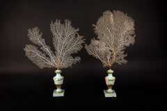 Ocean Elegance: Sea Fans on Antique Italian Bases