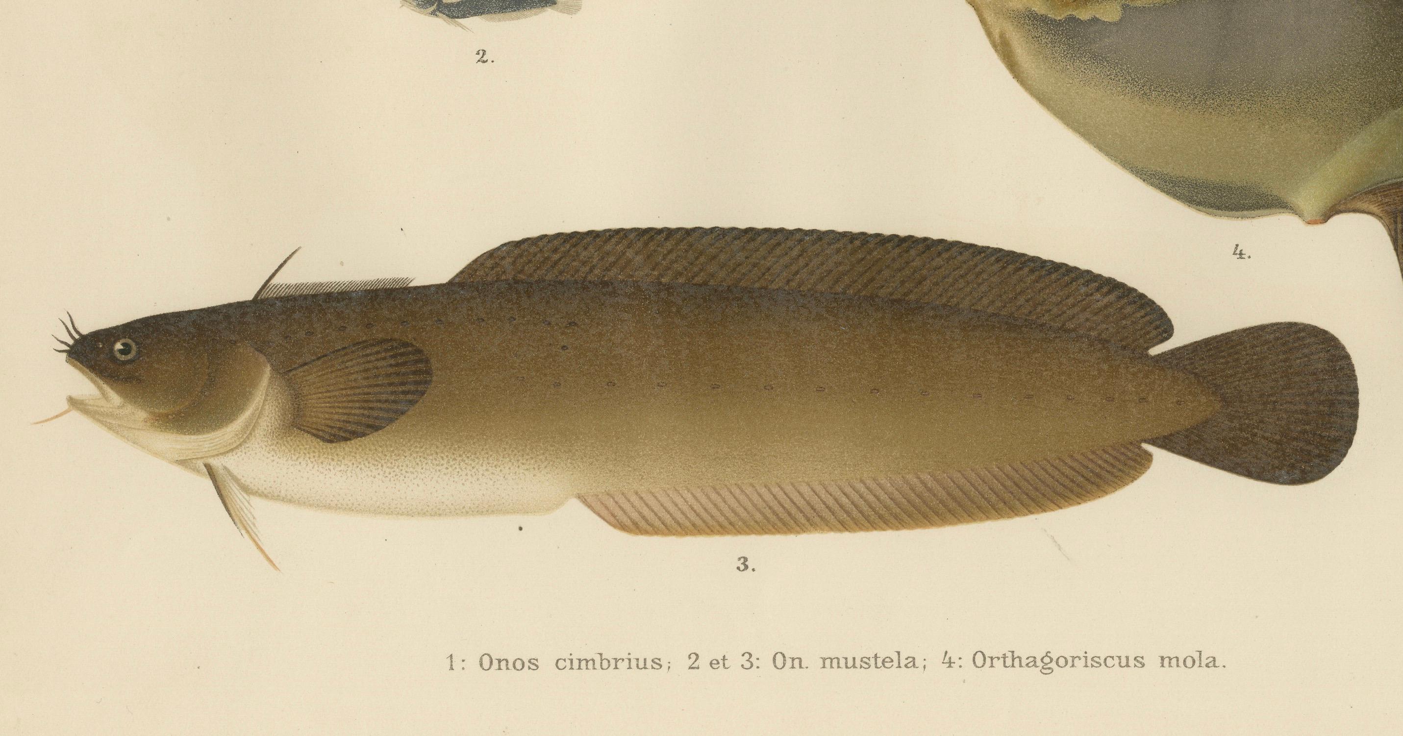 Ocean Sunfish, Viviparous Blenny, and Greater Weever - Unusual and Striking Scandinavian Fish Lithograph  

This extraordinary 19th-century lithograph from *Skandinaviens Fiskar* showcases a fascinating mix of unique and lesser-known Scandinavian