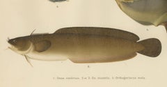 Ocean Sunfish and Scandinavian Blennies - Unique and Striking Fish Litho, 1895
