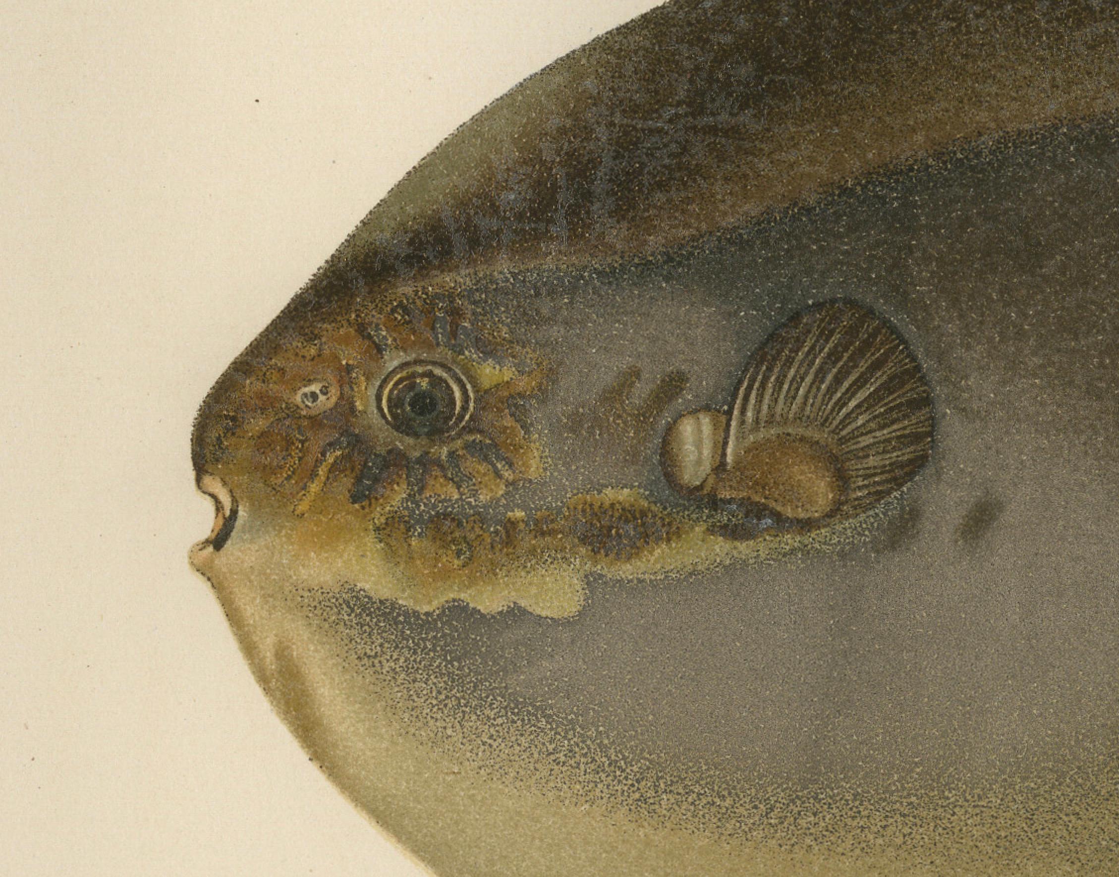 Ocean Sunfish and Scandinavian Blennies - Unique and Striking Fish Litho, 1895 In Good Condition For Sale In Langweer, NL