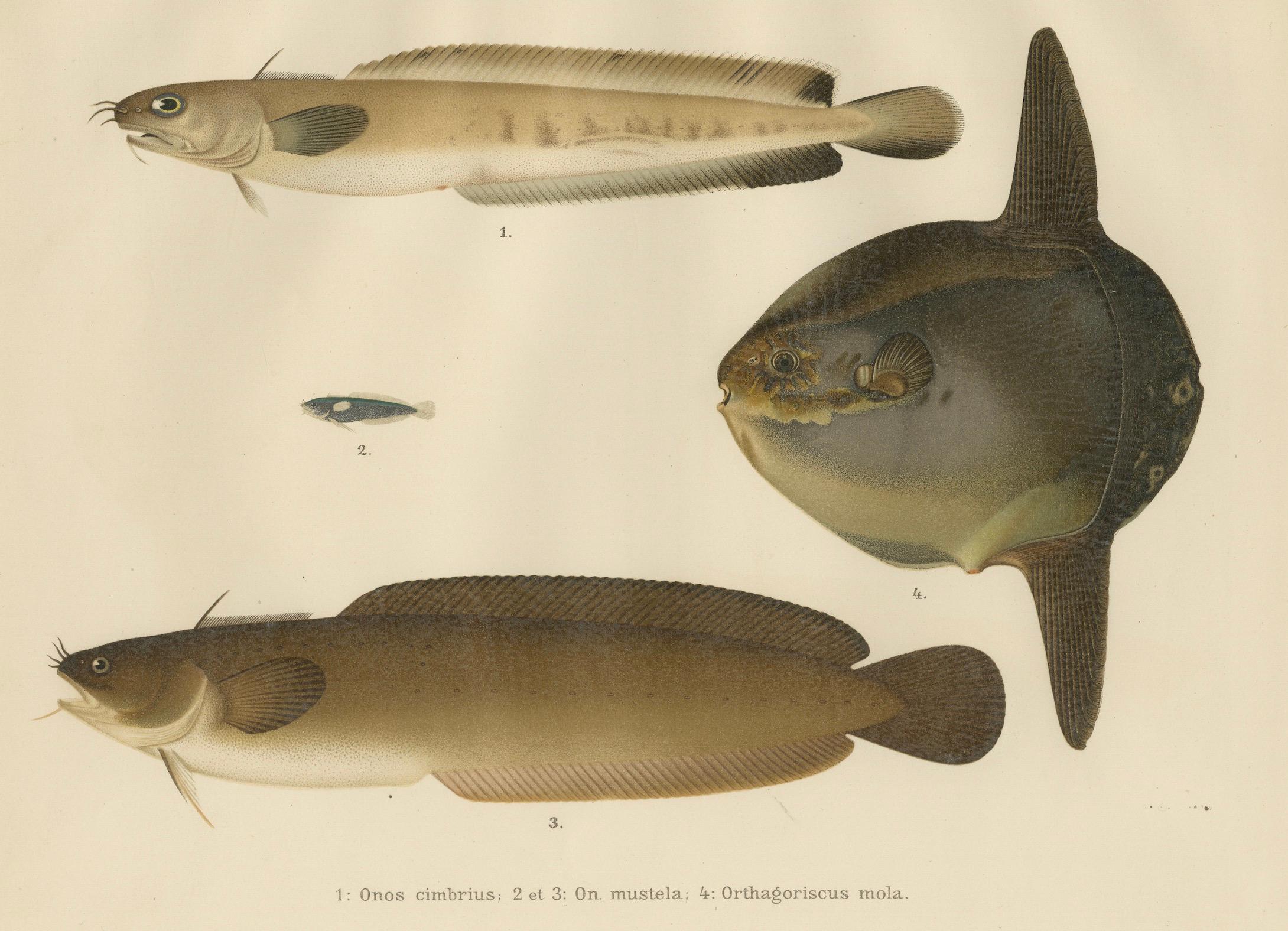 Ocean Sunfish and Scandinavian Blennies - Unique and Striking Fish Litho, 1895 For Sale 1