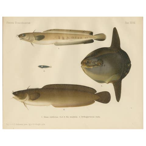 Ocean Sunfish and Scandinavian Blennies - Unique and Striking Fish Litho, 1895