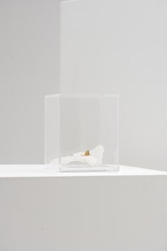 Oceano Series, Shark Fin Stone Sculpture in Acrylic Box