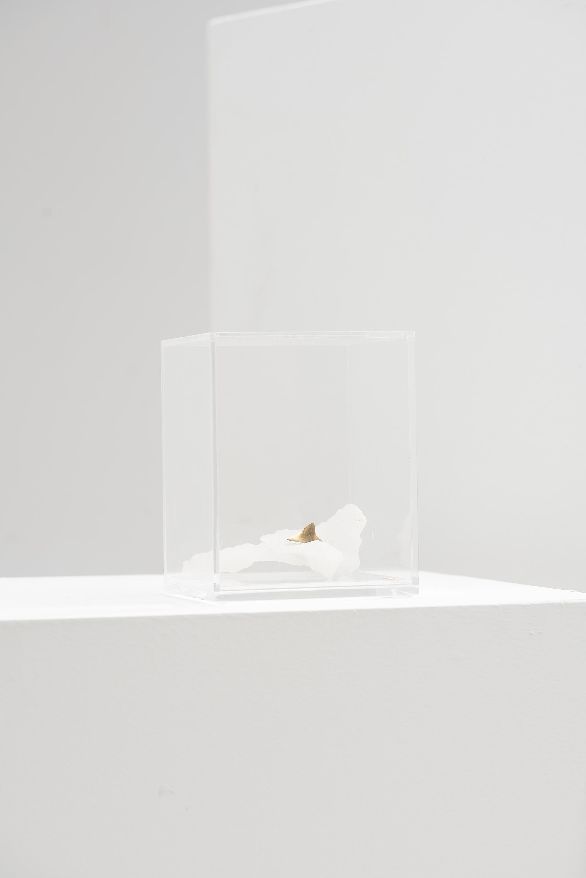 Oceano-Serie, Haifisch-Stein-Skulptur in Acrylbox (Minimalistisch) im Angebot