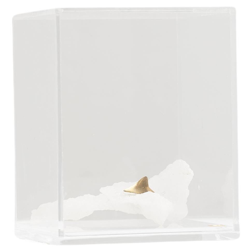 Oceano Series, Shark Fin Stone Sculpture in Acrylic Box For Sale