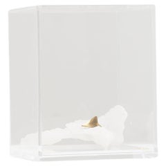 Oceano Series, Shark Fin Stone Sculpture in Acrylic Box