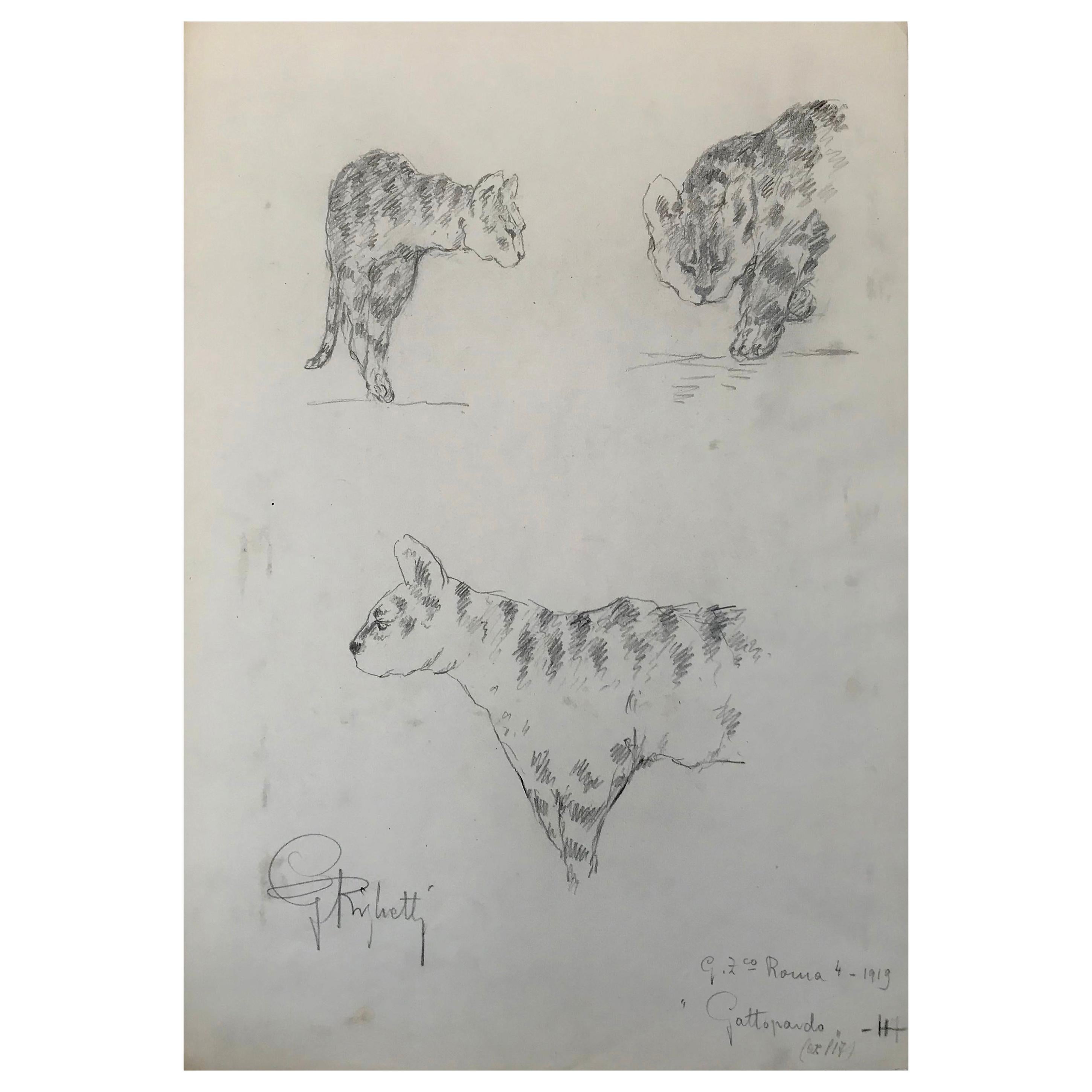 Ocelot Drawing, Guido Righetti, 1919 For Sale